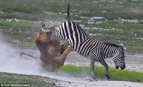 lion-regrets-making-this-zebra-cross-after-he-lashes-out-with-a-kick-to-his-face-5.jpg